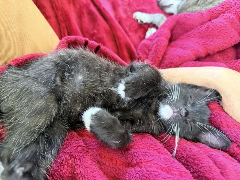 A baby medium-sized male Black & White / Tuxedo Tuxedo cat named Mitten for adoption in MONTGOMERY, TX