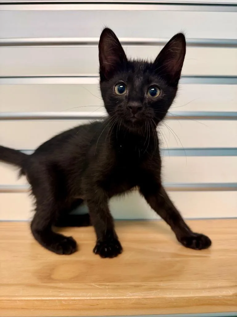 A baby small-sized male Domestic Short Hair cat named Freddie Meowcury for adoption in Cape Coral, FL