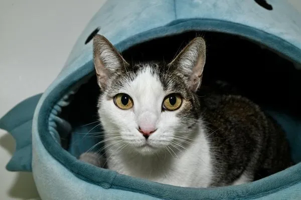 A senior medium-sized female Domestic Short Hair cat named Ali for adoption in Oceanside, CA