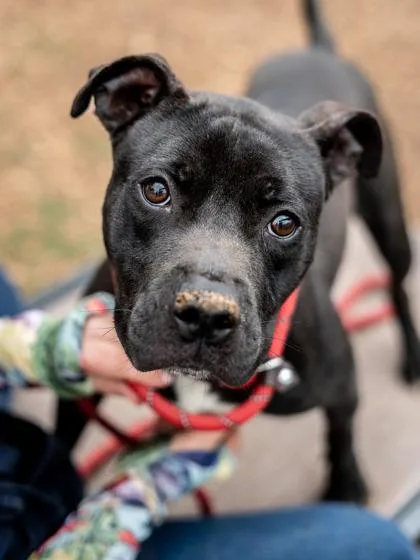 An adult medium-sized male Mixed Breed dog named Jarrito for adoption in Chamblee, GA