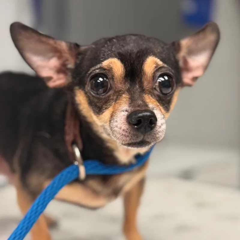 An adult small-sized male Black Chihuahua dog named Bento for adoption in Birdsboro, PA