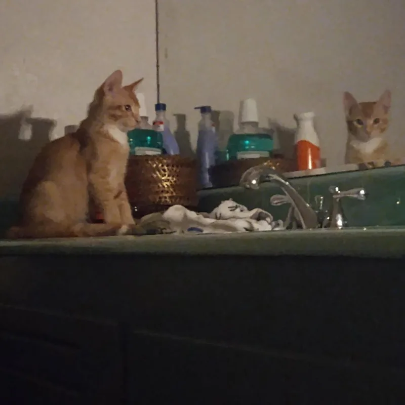 A baby small-sized male Tabby (Orange / Red) Tabby cat named Cap'N Crunch Cereal for adoption in Chandler, AZ