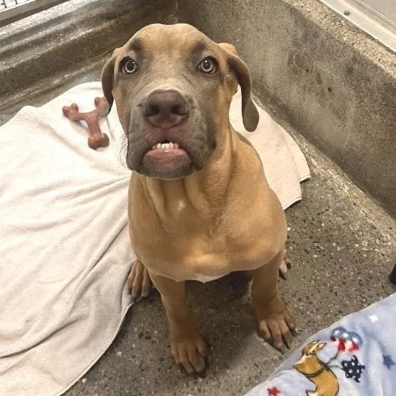 A baby small-sized female Cane Corso dog named Yarra for adoption in Los Angeles, CA