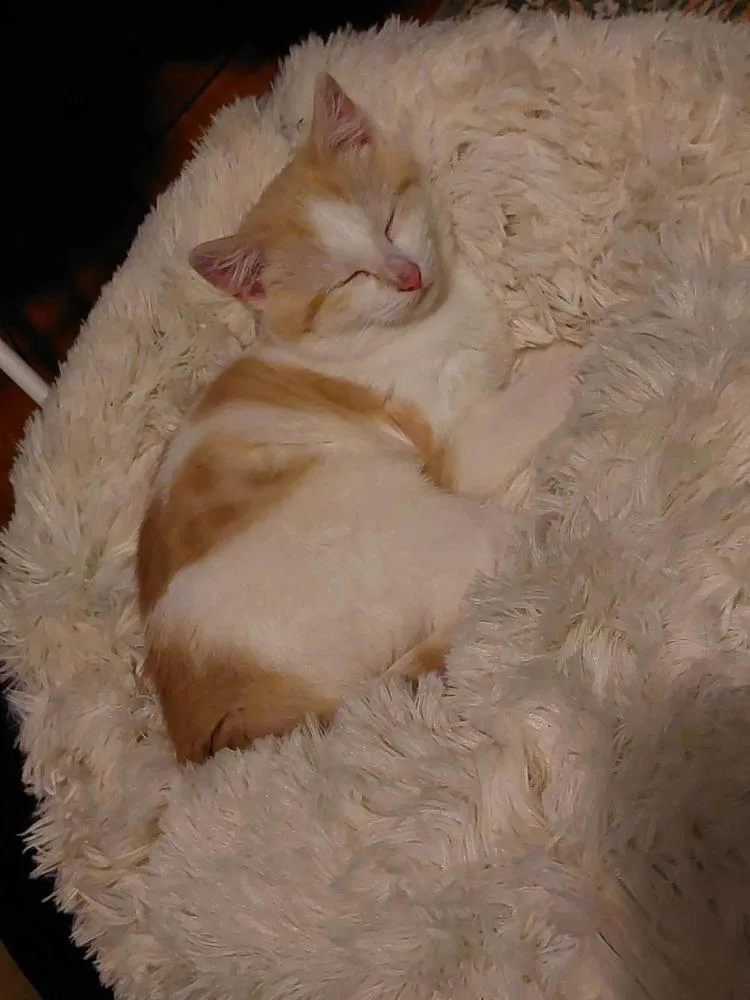 A baby medium-sized female Orange & White Domestic Short Hair cat named Dove for adoption in Chicago, IL