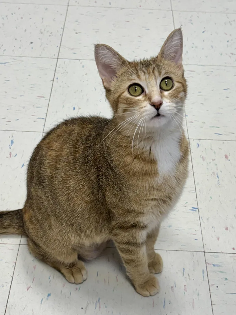 A young medium-sized female Tabby (Buff / Tan / Fawn) Domestic Short Hair cat named Whisper for adoption in Effingham, IL