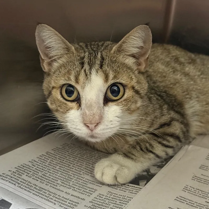 A young medium-sized female Domestic Short Hair cat named Drewry for adoption in Monroeville, AL