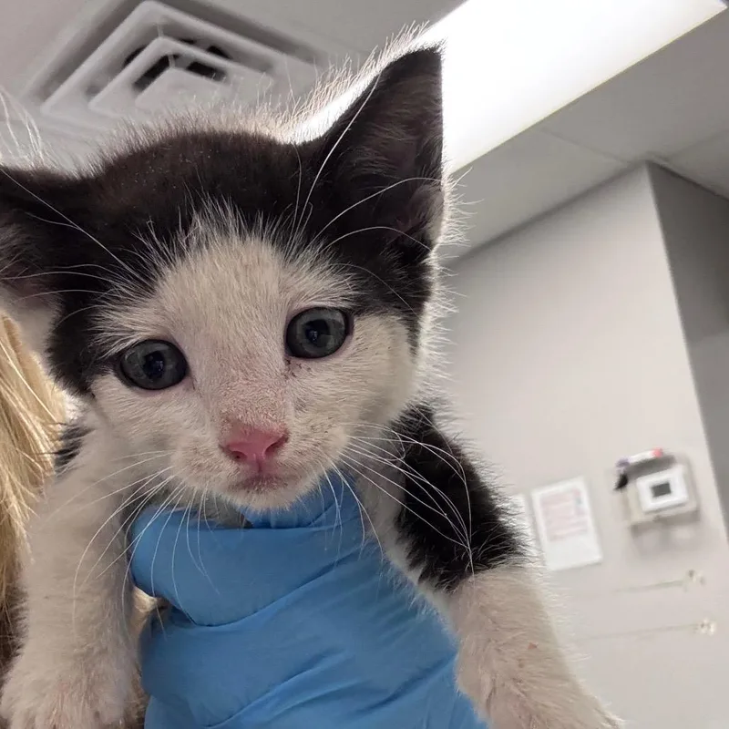 A baby small-sized male Black Domestic Short Hair cat named Ghiradelli for adoption in Greenville, SC