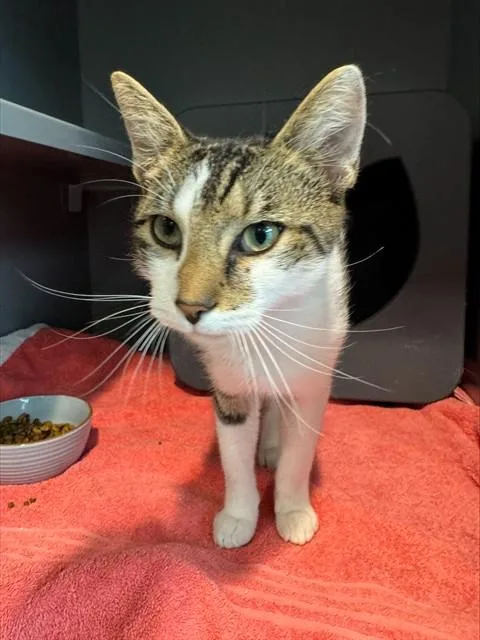A young medium-sized male Domestic Short Hair cat named Howler for adoption in Leesburg, VA