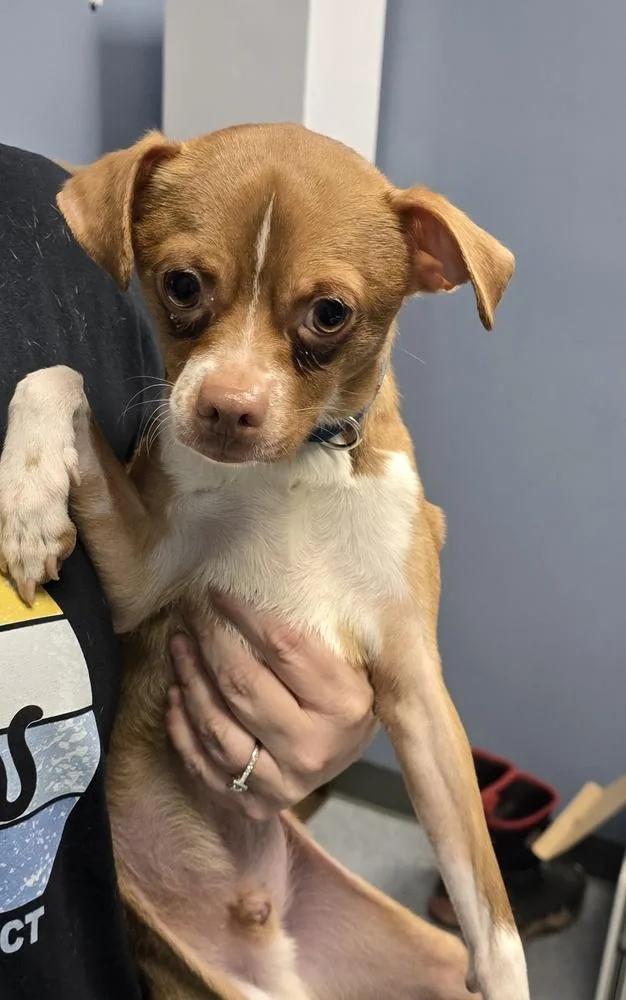 An adult small-sized male White / Cream Chihuahua dog named Bill for adoption in Evansville, IN