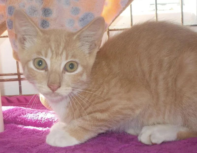 A young medium-sized male American Shorthair cat named Sam for adoption in Naples, FL
