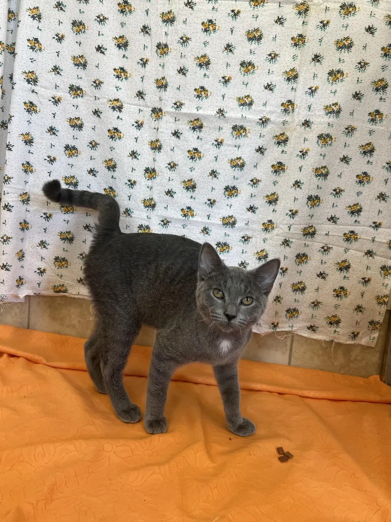 A young medium-sized male Tabby (Gray / Blue / Silver) Domestic Short Hair cat named Odin for adoption in Upper Sandusky, OH