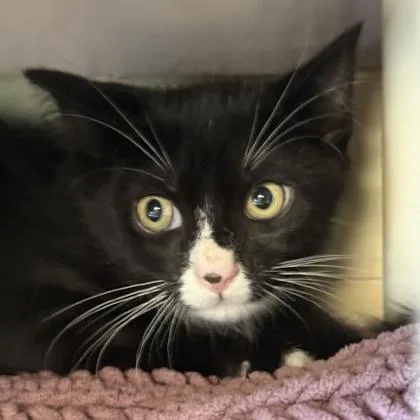A young medium-sized male Domestic Short Hair cat named Shark for adoption in Lansing, MI