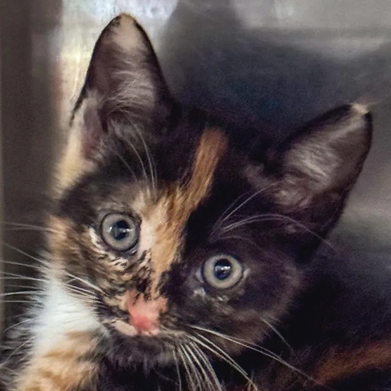 A baby small-sized female Black Domestic Short Hair cat named Rose for adoption in Kennebunk, ME
