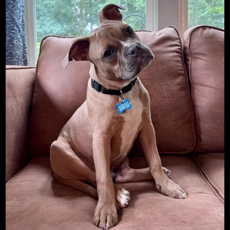 A baby medium-sized male Yellow / Tan / Blond / Fawn American Bully dog named Clutch for adoption in Midlothian, VA