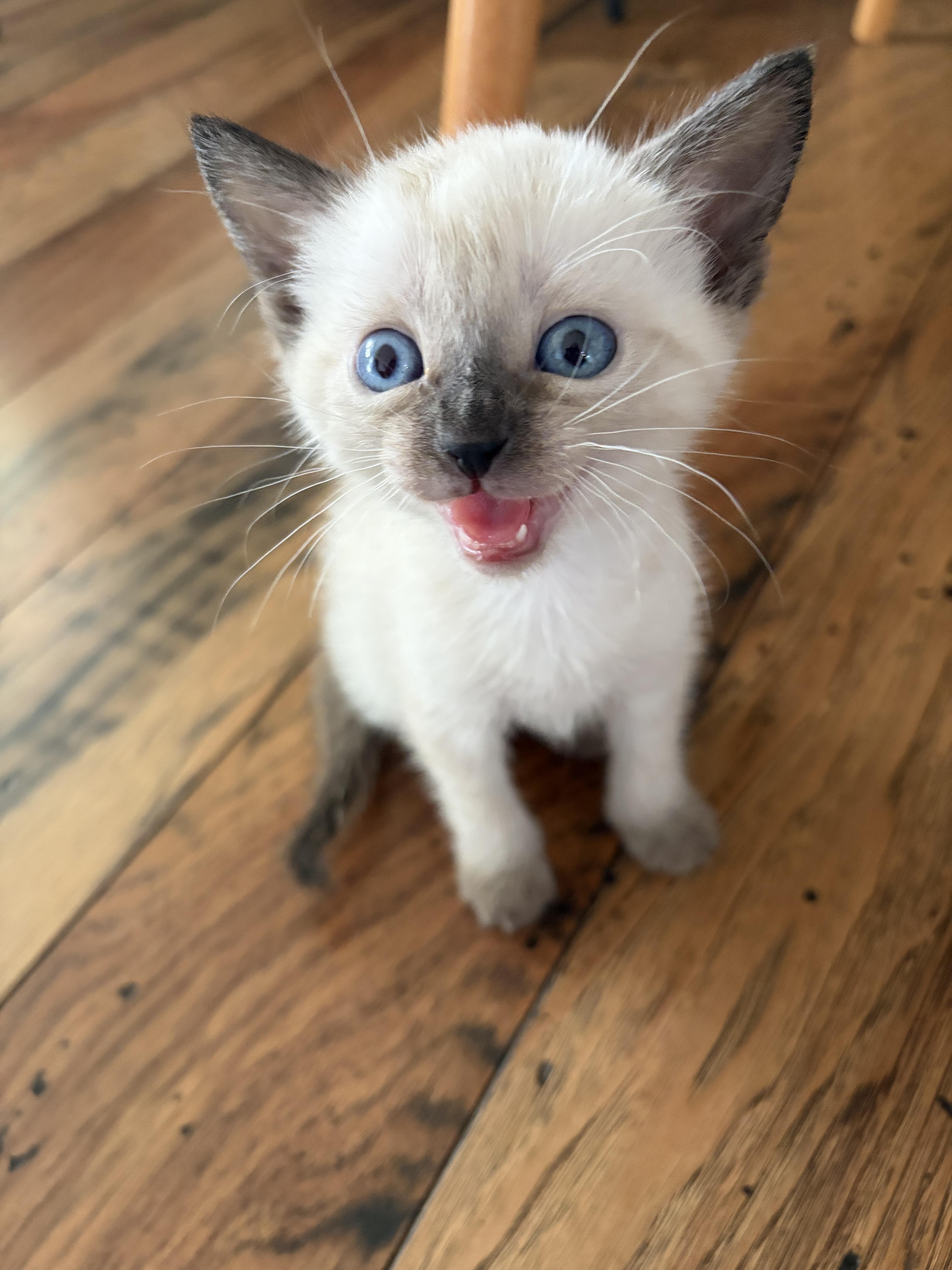 A baby medium-sized female Tabby (Gray / Blue / Silver) Domestic Short Hair cat named Lucky for adoption in Fruit Heights, UT