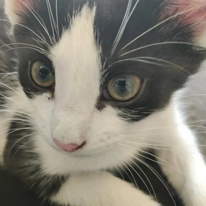 A baby small-sized male White Domestic Short Hair cat named Milo for adoption in Lynchburg, VA