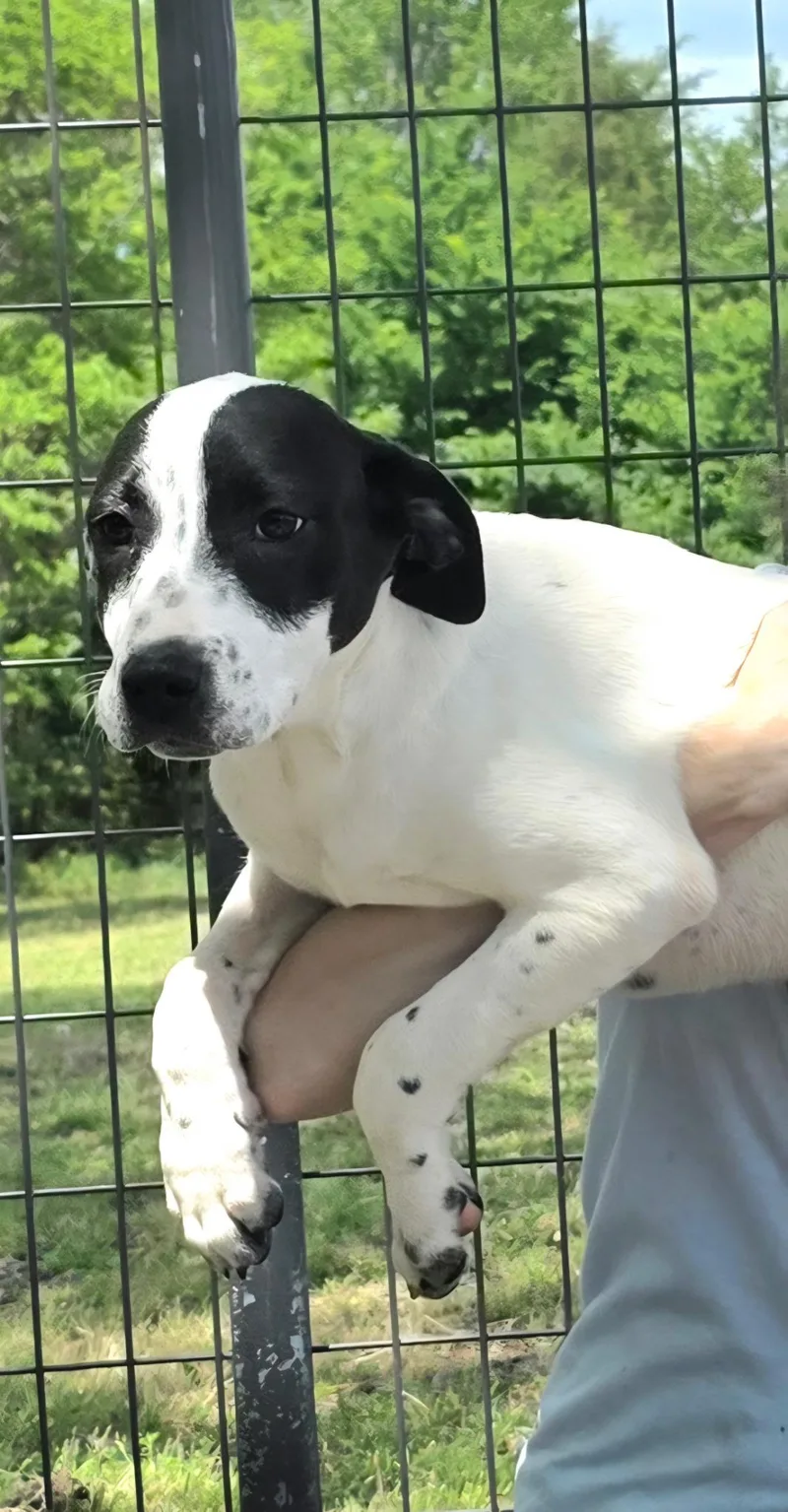 A baby medium-sized female Black English Pointer dog named Phoenix for adoption in Watertown, CT
