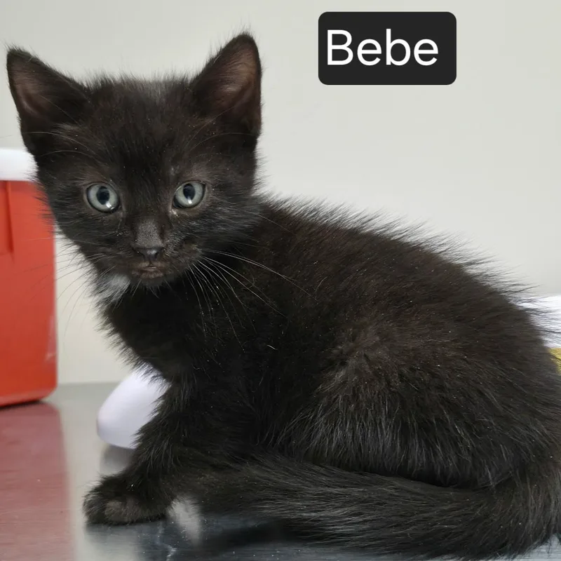 A baby medium-sized female Black & White / Tuxedo Domestic Short Hair cat named Bebe for adoption in SNOW HILL, NC