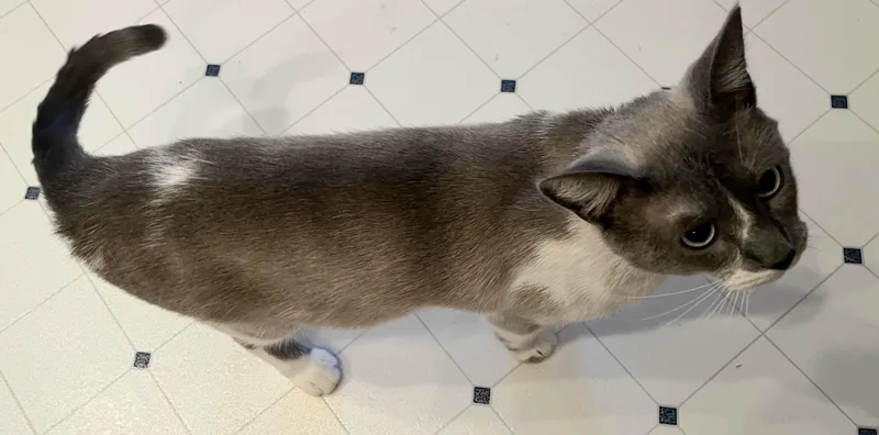 An adult medium-sized male Seal Point Siamese cat named Dude for adoption in Elgin, SC