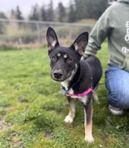 A baby small-sized female Rottweiler dog named Clementine Aka Layla for adoption in Burlington, WA