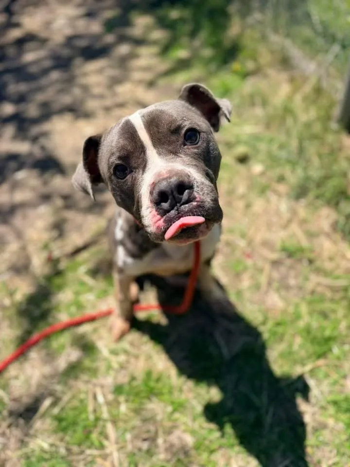 An adult medium-sized male Gray / Blue / Silver Pit Bull Terrier dog named Swayze for adoption in Chicago, IL
