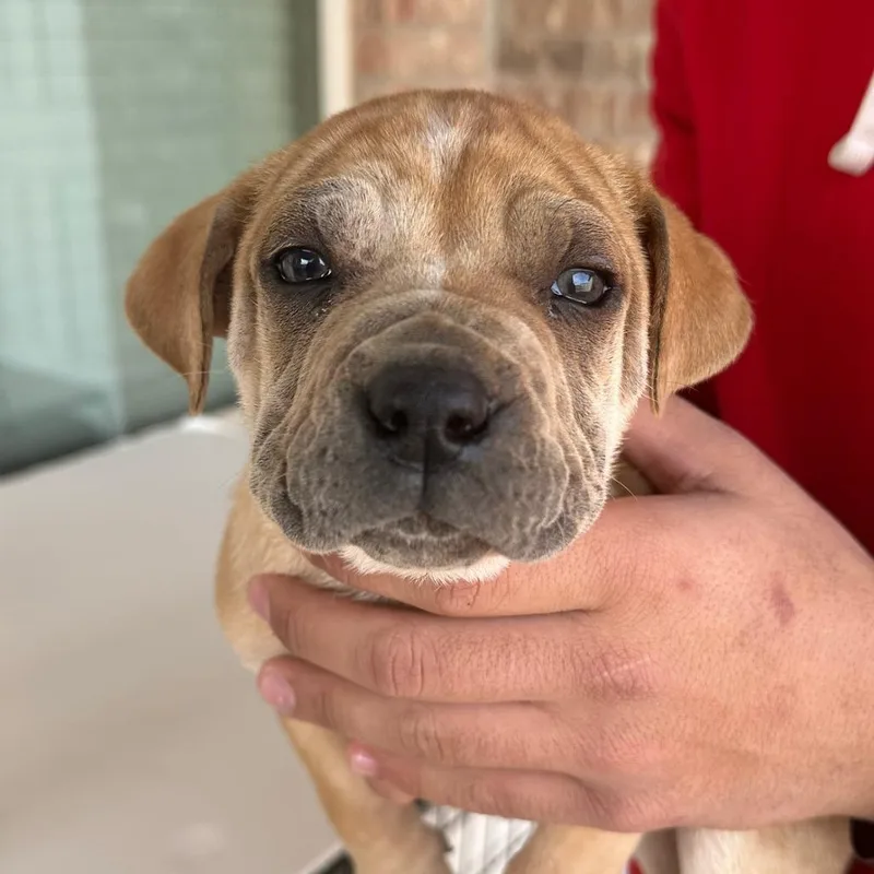 A young medium-sized male Brown / Chocolate Shar-Pei dog named Chuck for adoption in Midland, TX