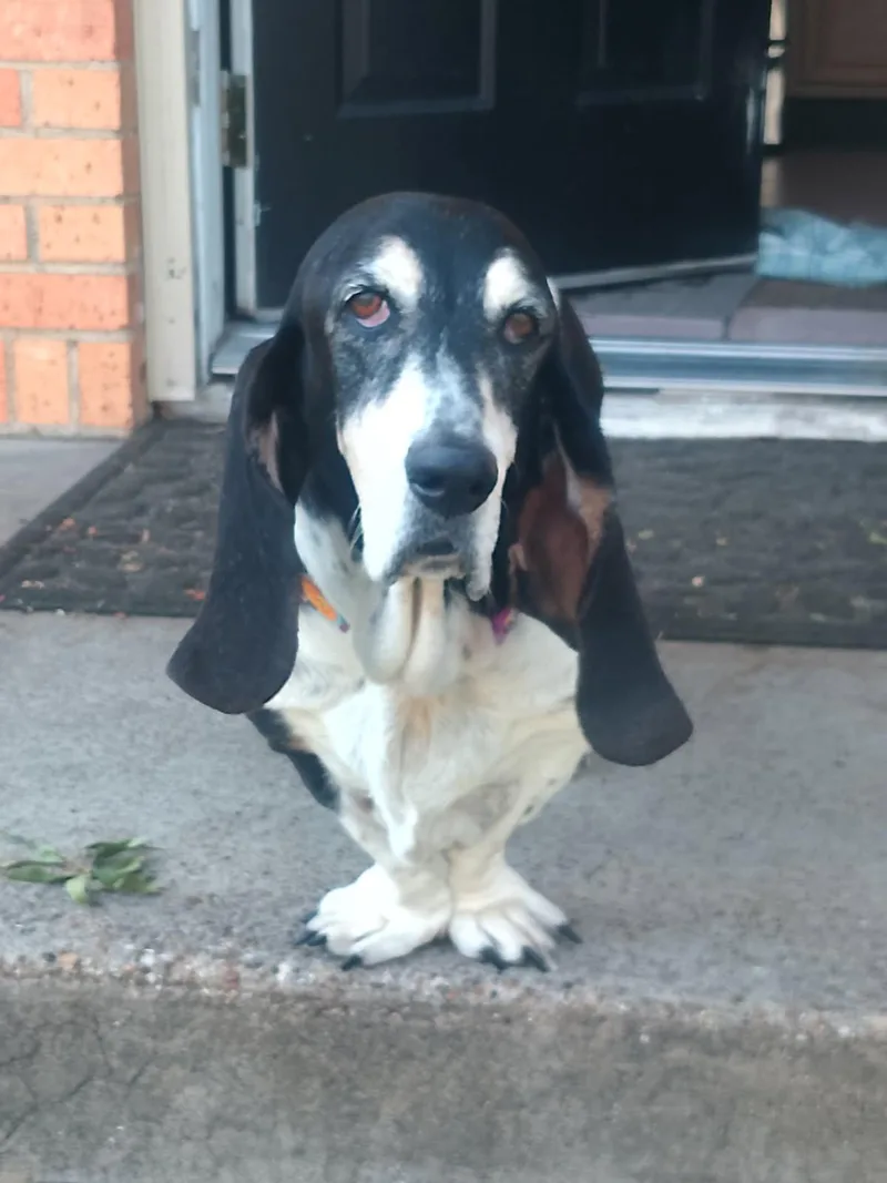 An adult large-sized female Basset Hound dog named Dolly for adoption in Grapevine, TX