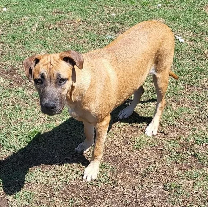 Vermouth thumbnail 3