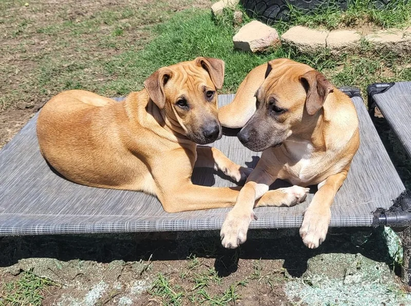 Vermouth thumbnail 4