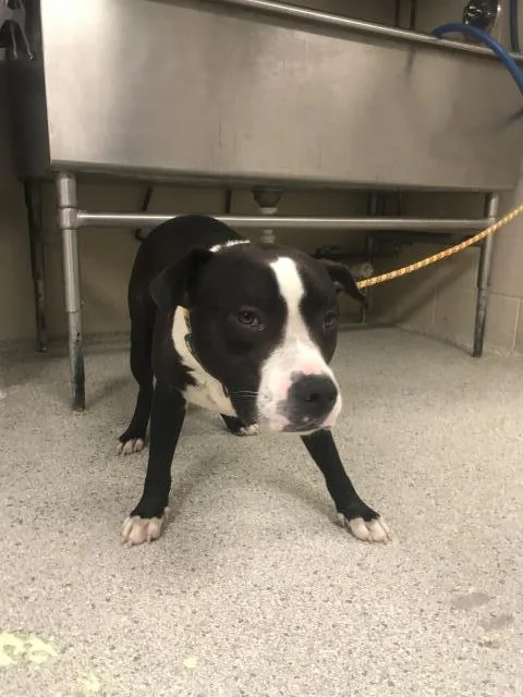 A young large-sized male Pit Bull Terrier dog named Zig for adoption in Conroe, TX