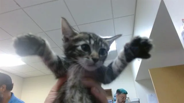 A baby small-sized female Domestic Short Hair cat named Omen for adoption in Miami, FL