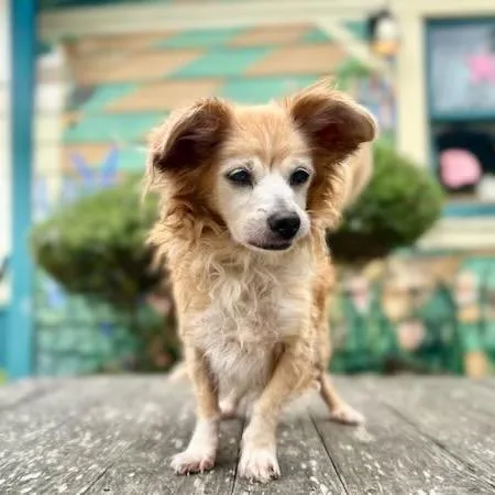 A senior small-sized male Red / Chestnut / Orange Pomeranian dog named Orange Crush for adoption in Pacific Grove, CA
