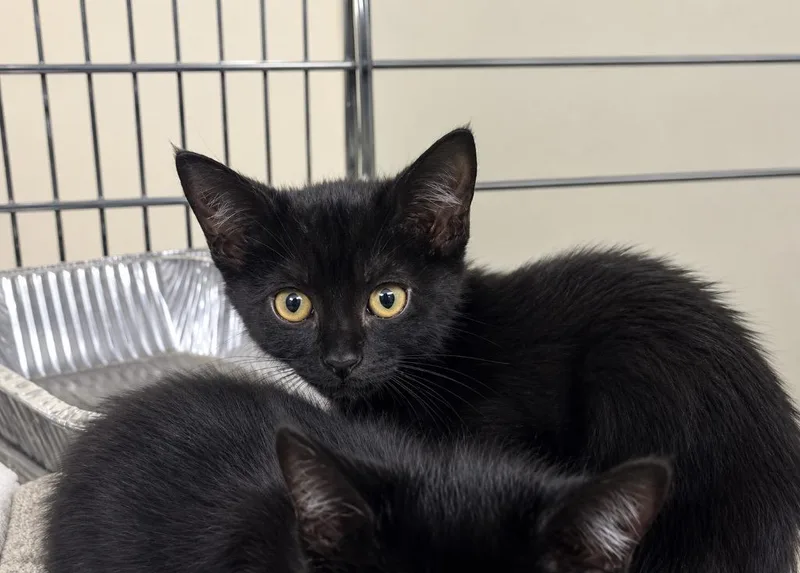 A baby medium-sized female Domestic Short Hair cat named Mala Strana for adoption in Fort Lupton, CO