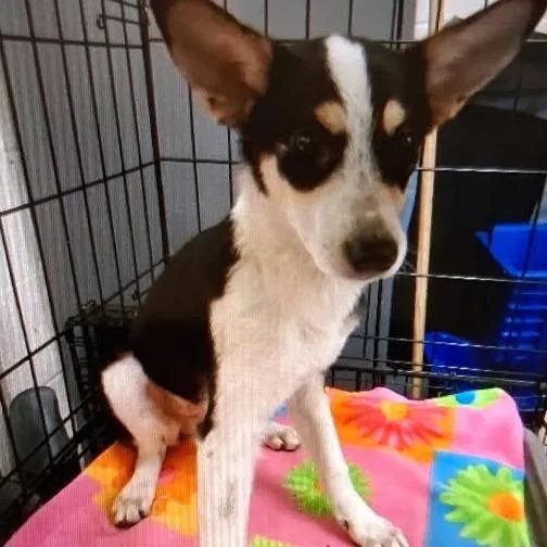 A young small-sized female Black Rat Terrier dog named Latte for adoption in Hohenwald, TN