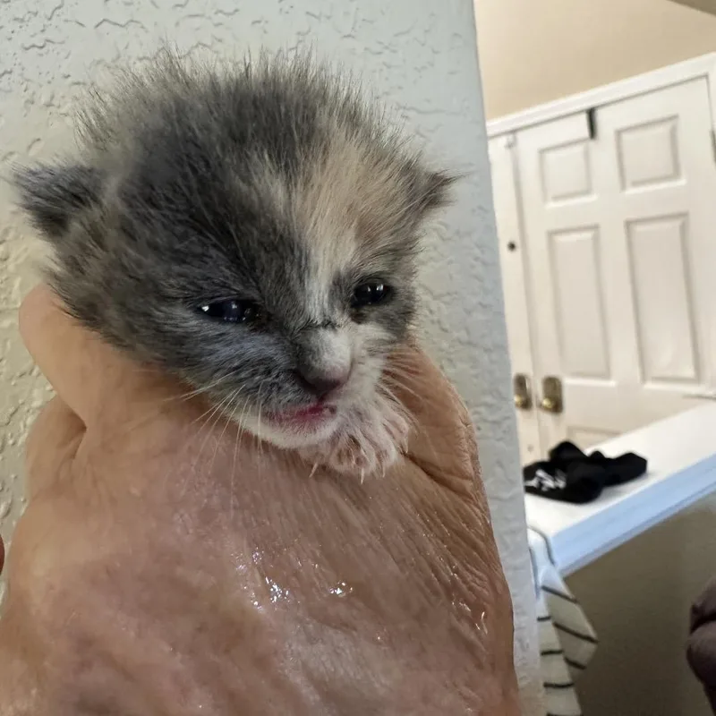 A baby small-sized female Tortoiseshell Domestic Short Hair cat named Taylor for adoption in Escondido, CA