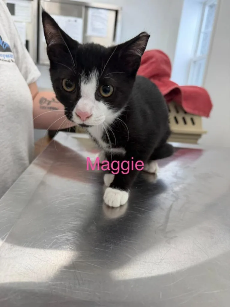 A baby small-sized female Domestic Short Hair cat named Maggie Bell for adoption in Cambridge, MD