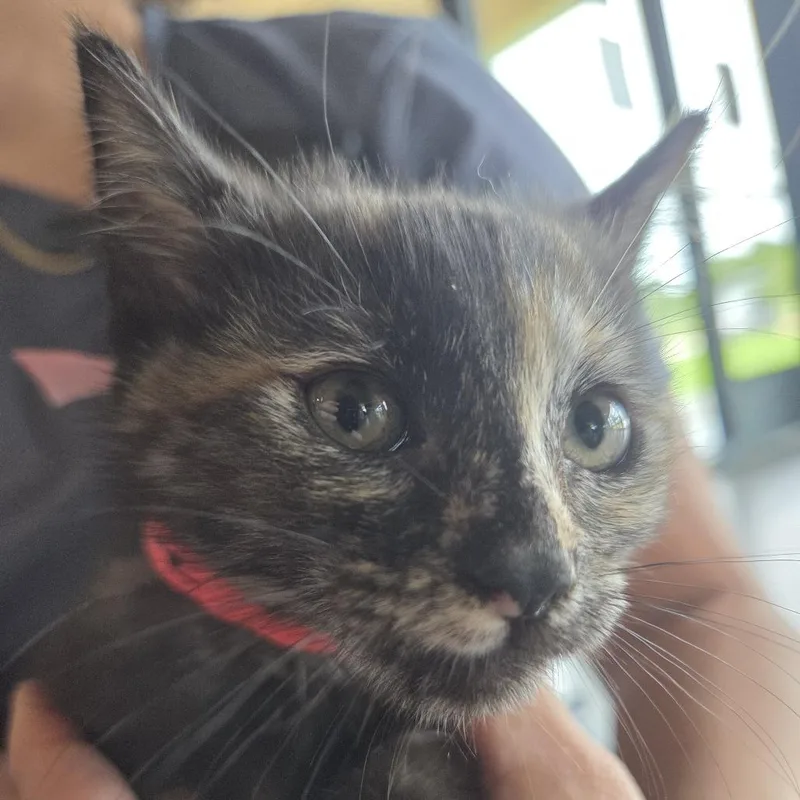 A baby small-sized male Gray / Blue / Silver Domestic Short Hair cat named Lazlo for adoption in Leander, TX