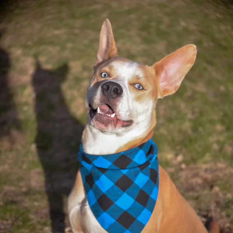 A young medium-sized male Husky dog named Bambi Courtesy Listed for adoption in Midland, MI