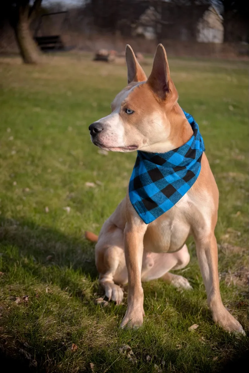 Bambi Courtesy Listed thumbnail 2