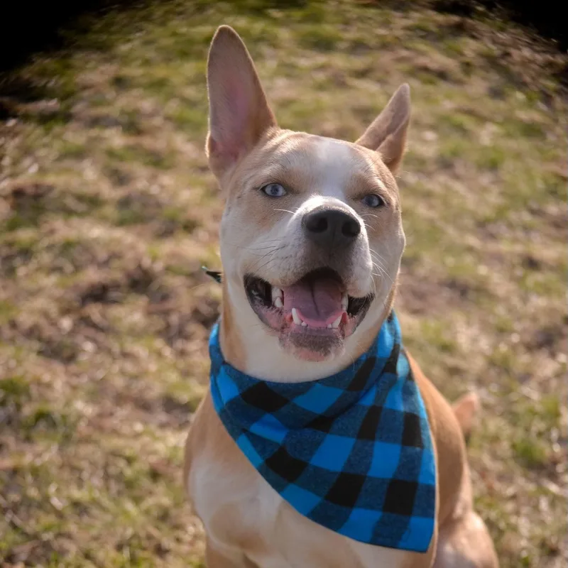 Bambi Courtesy Listed thumbnail 3