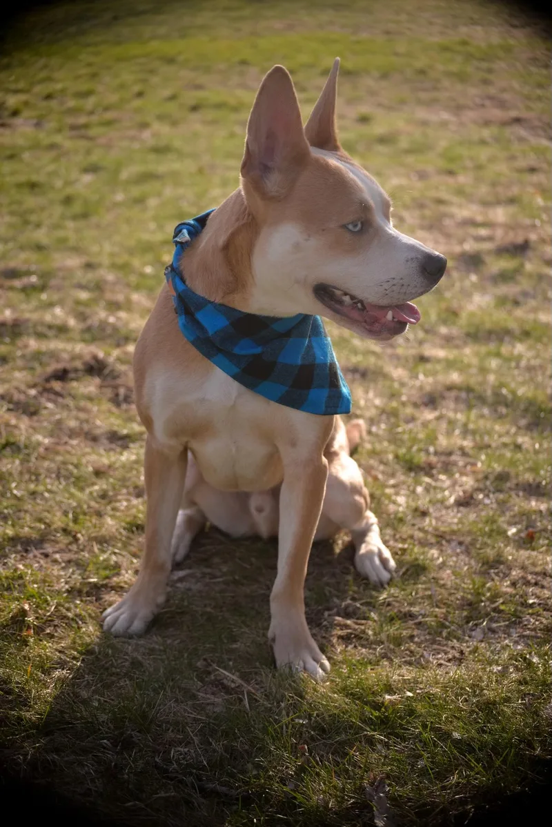 Bambi Courtesy Listed thumbnail 4