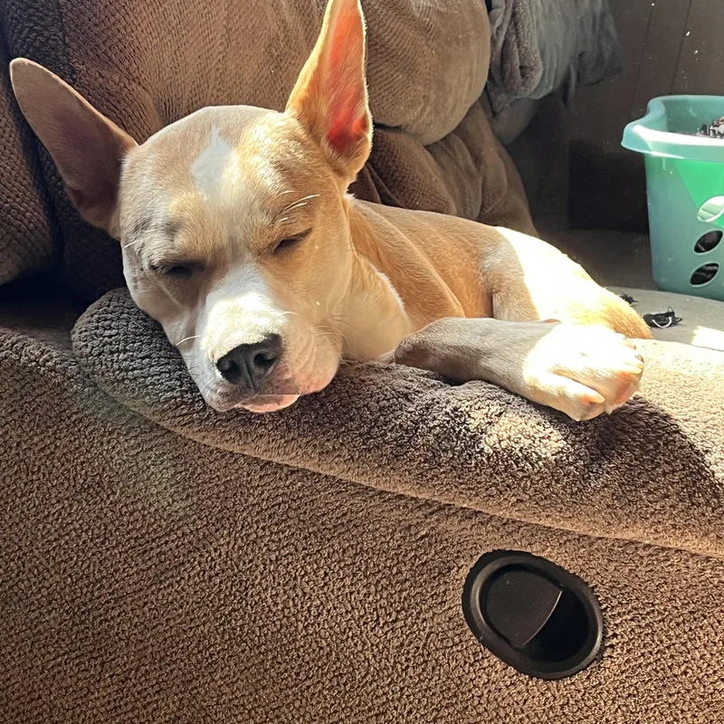 Bambi Courtesy Listed thumbnail 5