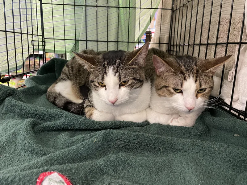 Lulu & Vicki thumbnail 2