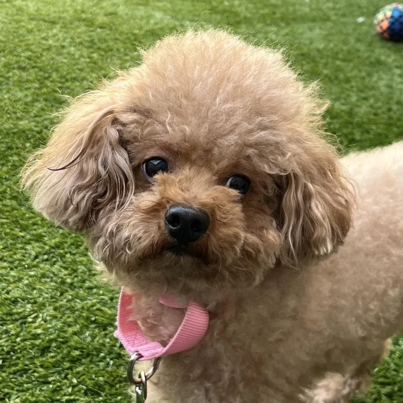 An adult small-sized female Apricot / Beige Poodle dog named Coco for adoption in Bedford, NH
