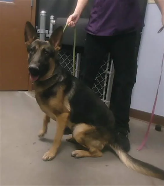 An adult large-sized male German Shepherd Dog dog named Tommy for adoption in Phoenix, AZ