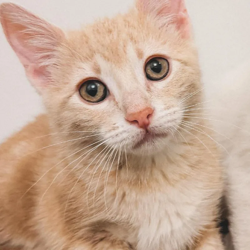 A baby small-sized female Buff / Tan / Fawn Domestic Short Hair cat named Sandy Jessup for adoption in Eagle Mountain, UT
