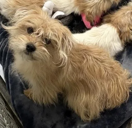 A young small-sized male Terrier dog named Rocky for adoption in Plymouth, MN