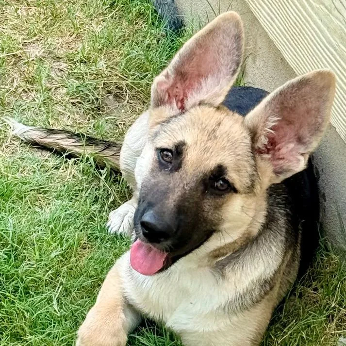 A baby large-sized female Yellow / Tan / Blond / Fawn German Shepherd Dog dog named Rogue LLD for adoption in Austin, TX