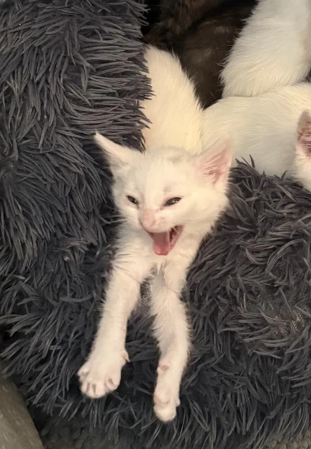 A young small-sized female White Domestic Short Hair cat named Mipha for adoption in Aurora, CO