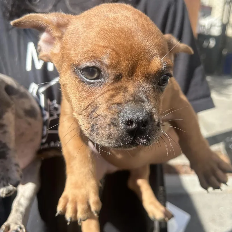 A baby small-sized male Brown / Chocolate French Bulldog dog named Bay for adoption in Point Richmond, CA